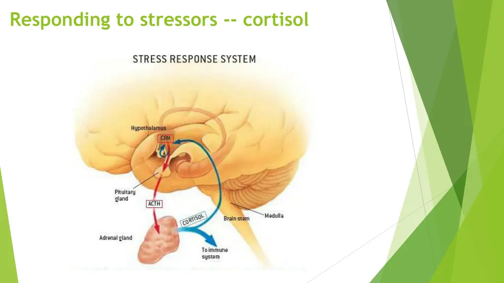 responding to stressors cortisol