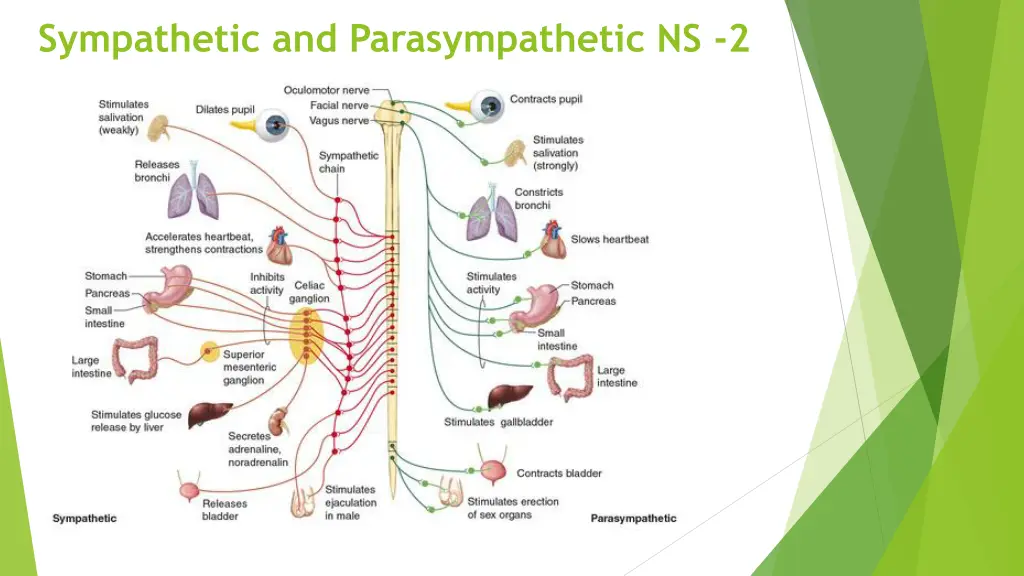 sympathetic and parasympathetic ns 2