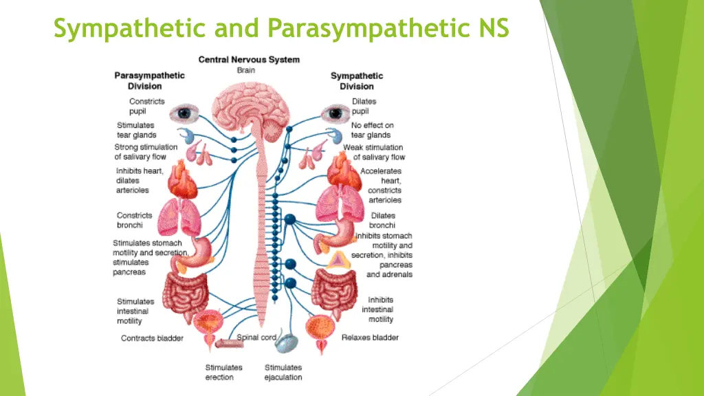 sympathetic and parasympathetic ns