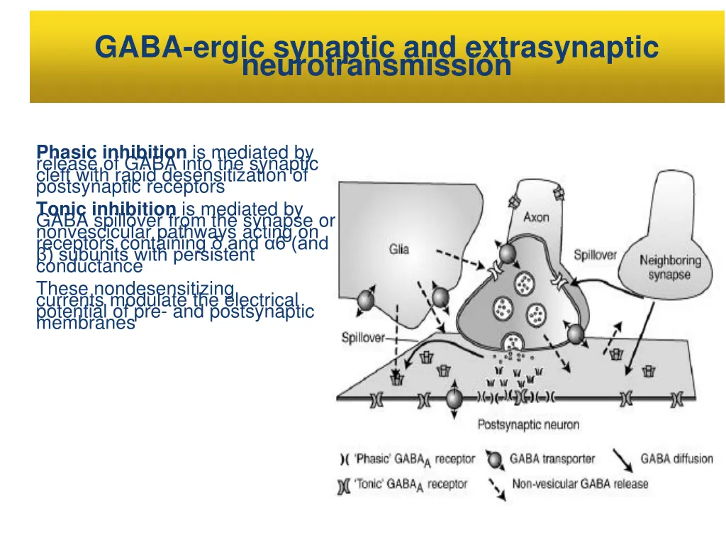gaba ergic synaptic and extrasynaptic