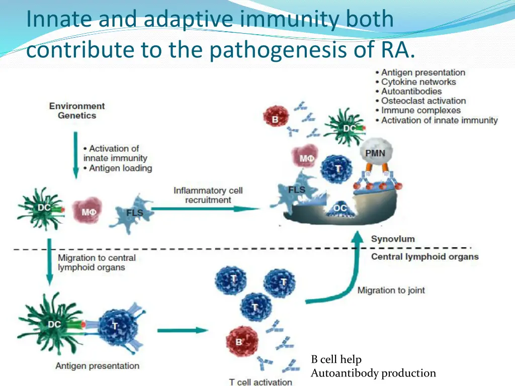 innate and adaptive immunity both contribute