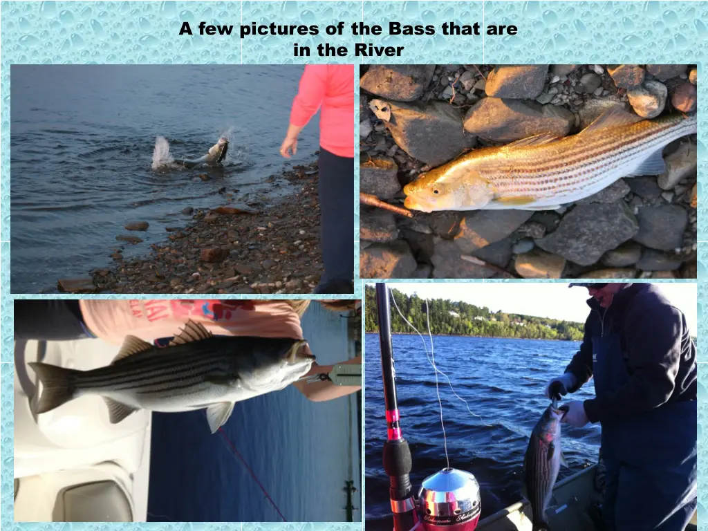 a few pictures of the bass that are in the river