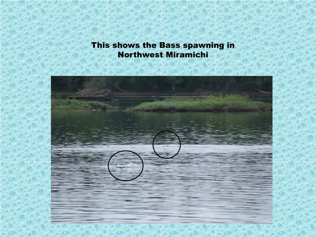 this shows the bass spawning in northwest