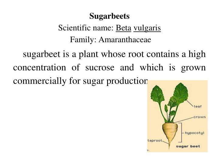 sugarbeets
