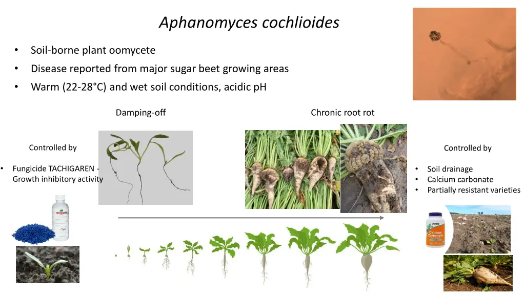 aphanomyces cochlioides
