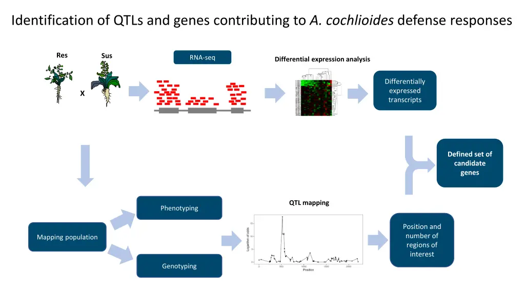 identification of qtls and genes contributing
