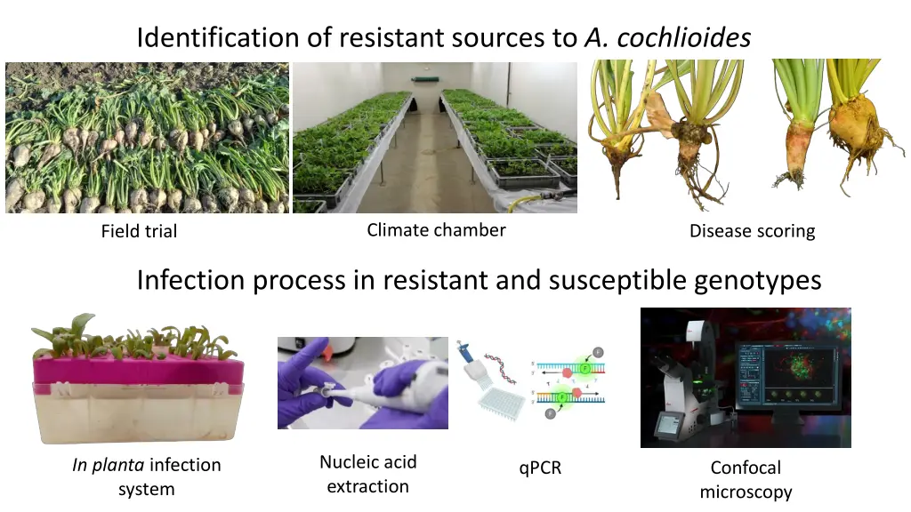 identification of resistant sources