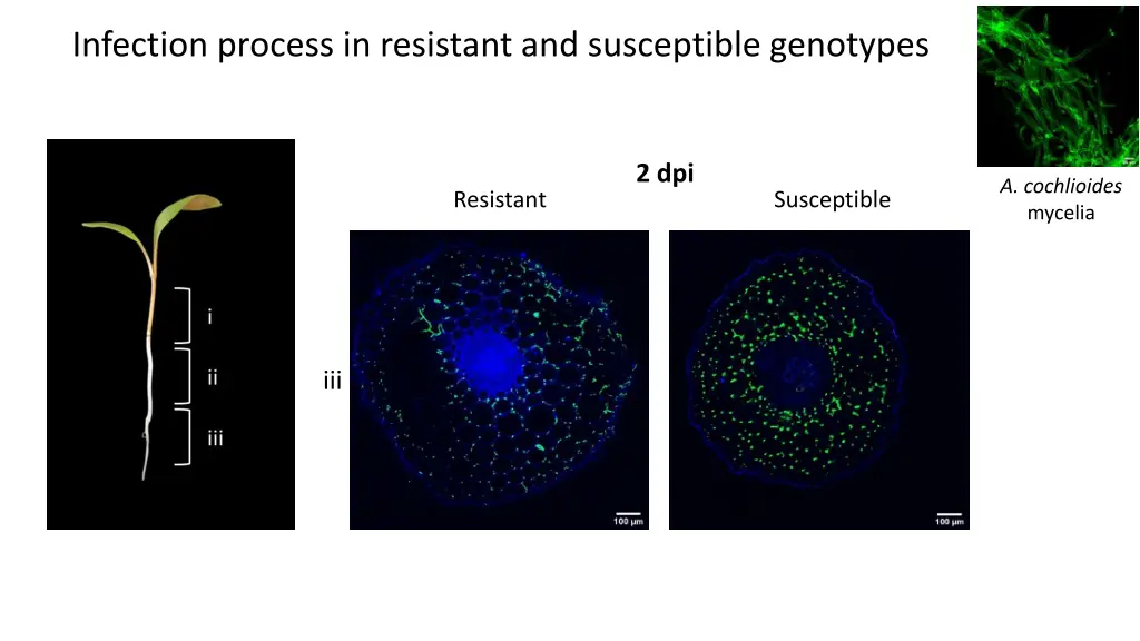 infection process in resistant and susceptible