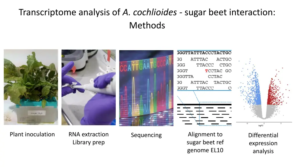 transcriptome analysis of a cochlioides sugar 1