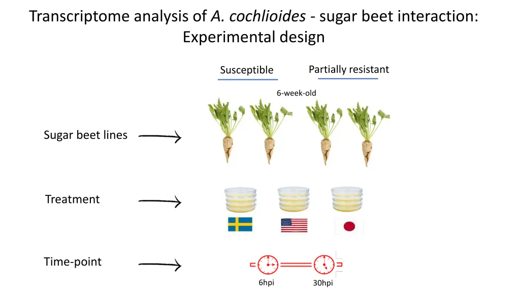 transcriptome analysis of a cochlioides sugar