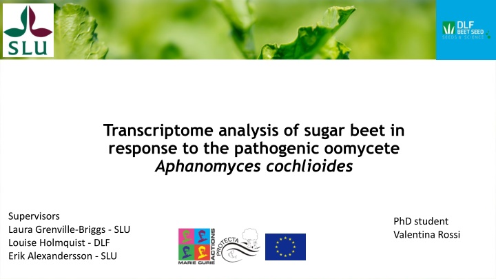 transcriptome analysis of sugar beet in response