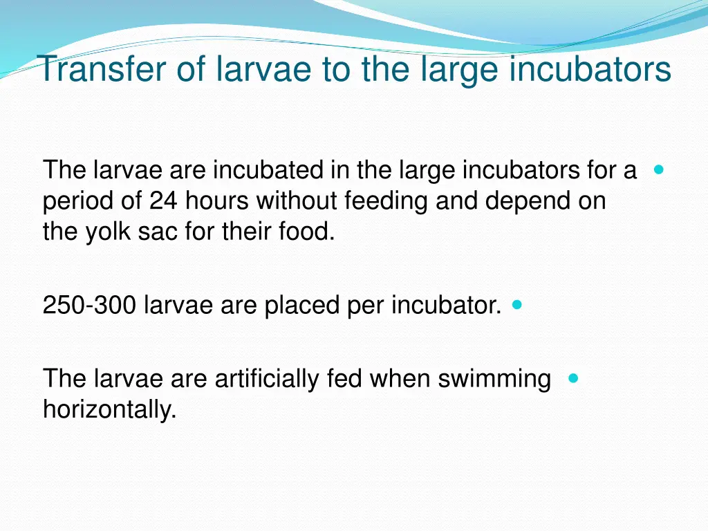 transfer of larvae to the large incubators