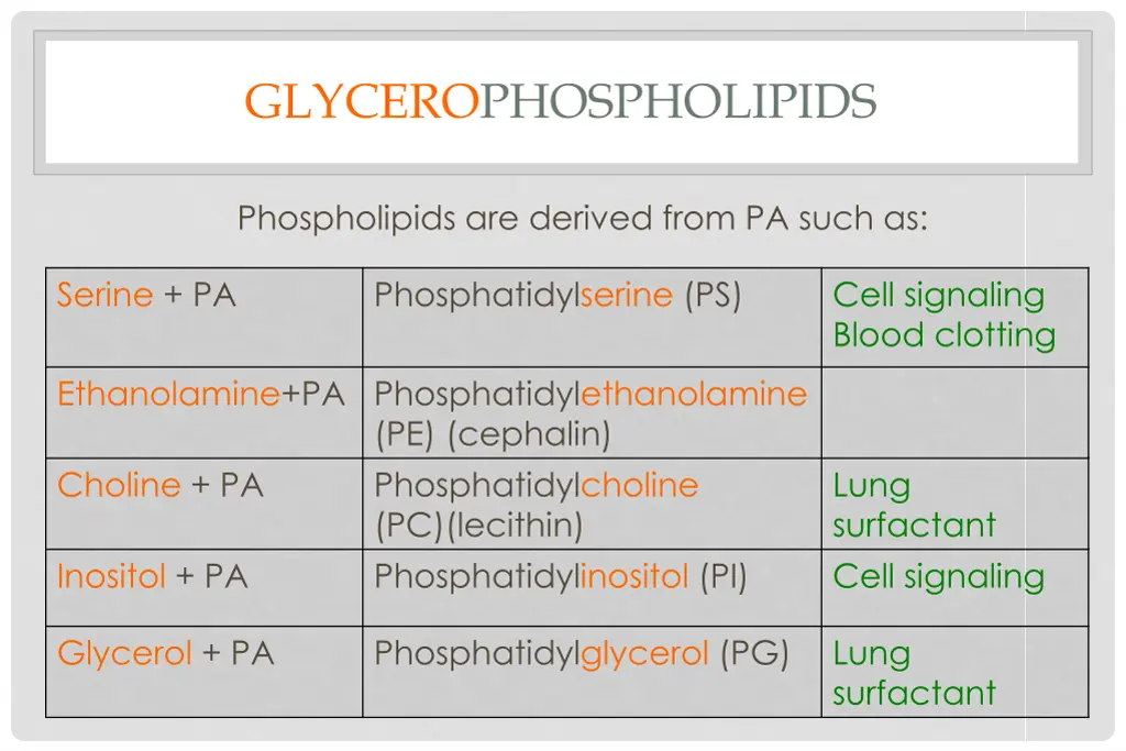 glycerophospholipids 1