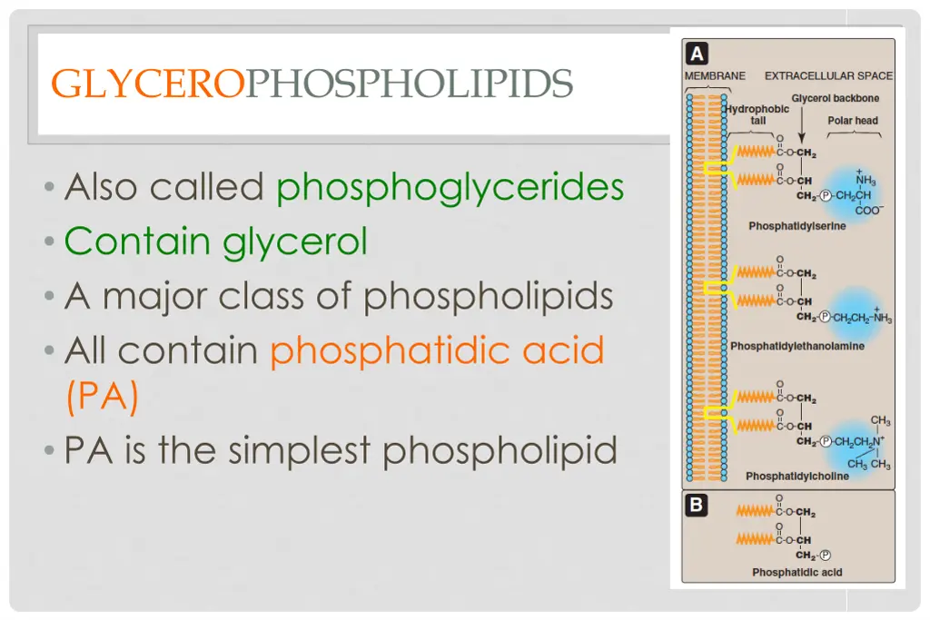 glycerophospholipids