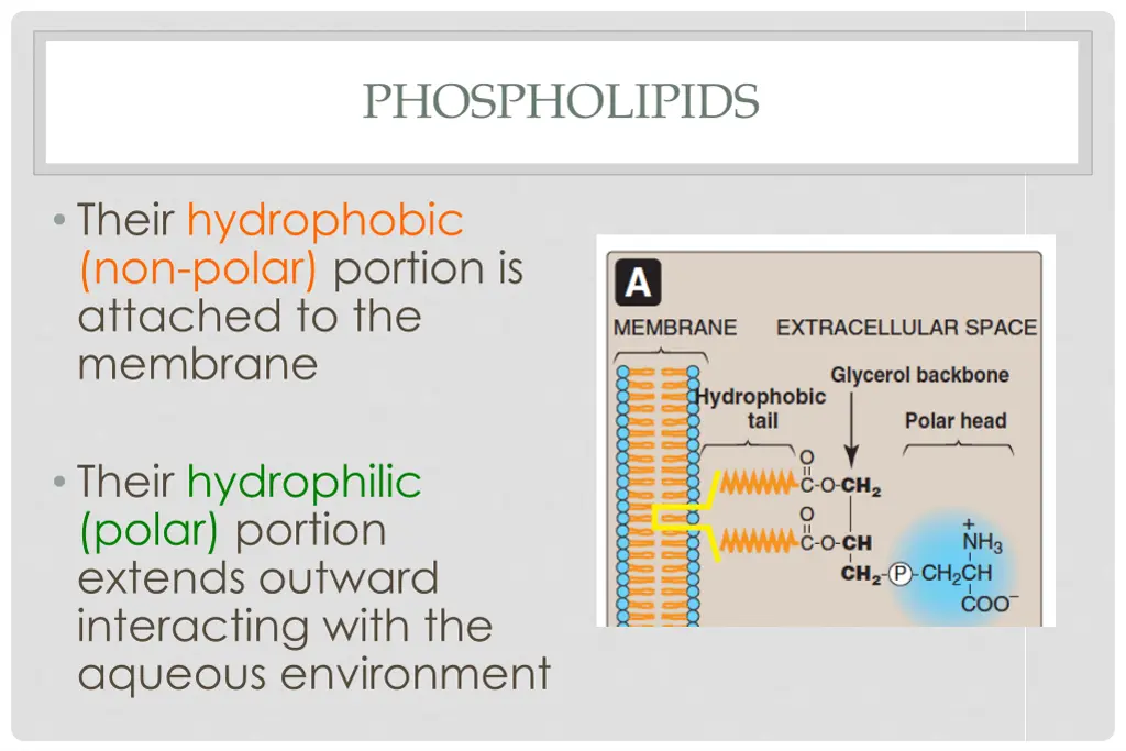 phospholipids 1