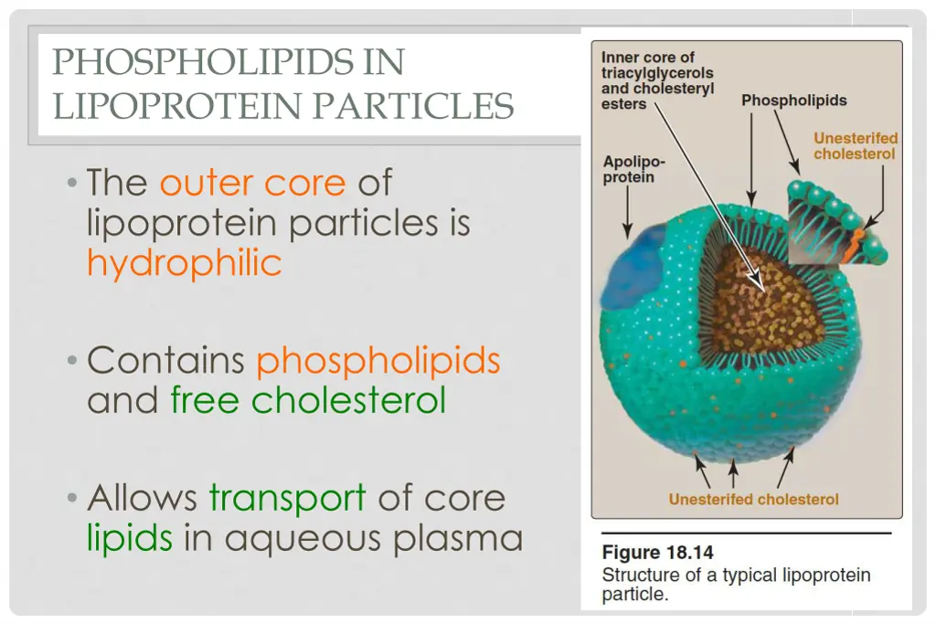 phospholipids in lipoprotein particles