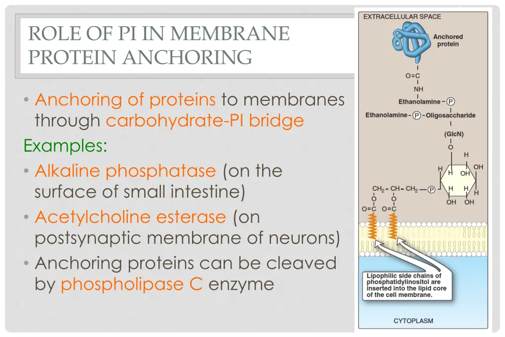 role of pi in membrane protein anchoring