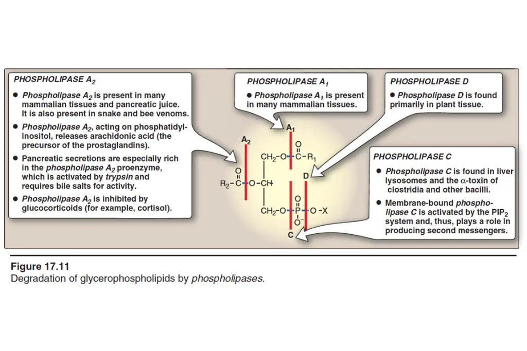 slide21