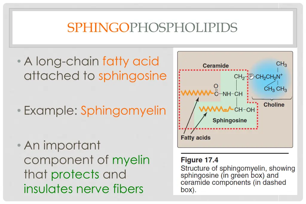 sphingophospholipids