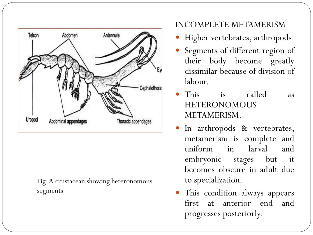 incomplete metamerism higher vertebrates