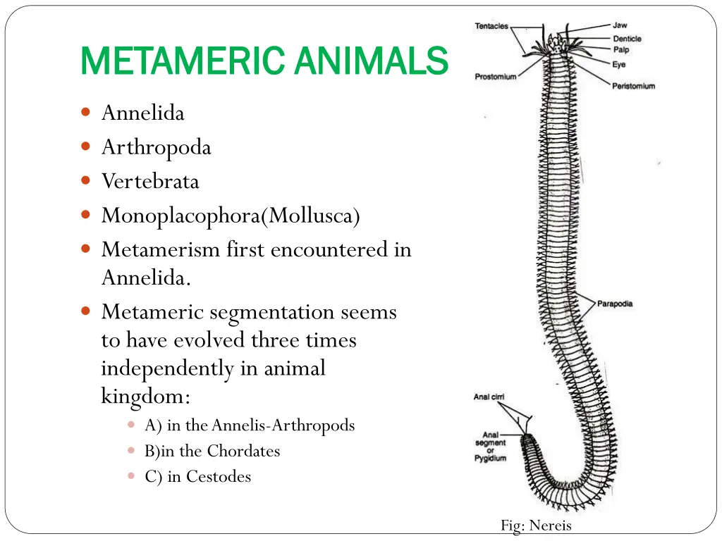 metameric animals metameric animals