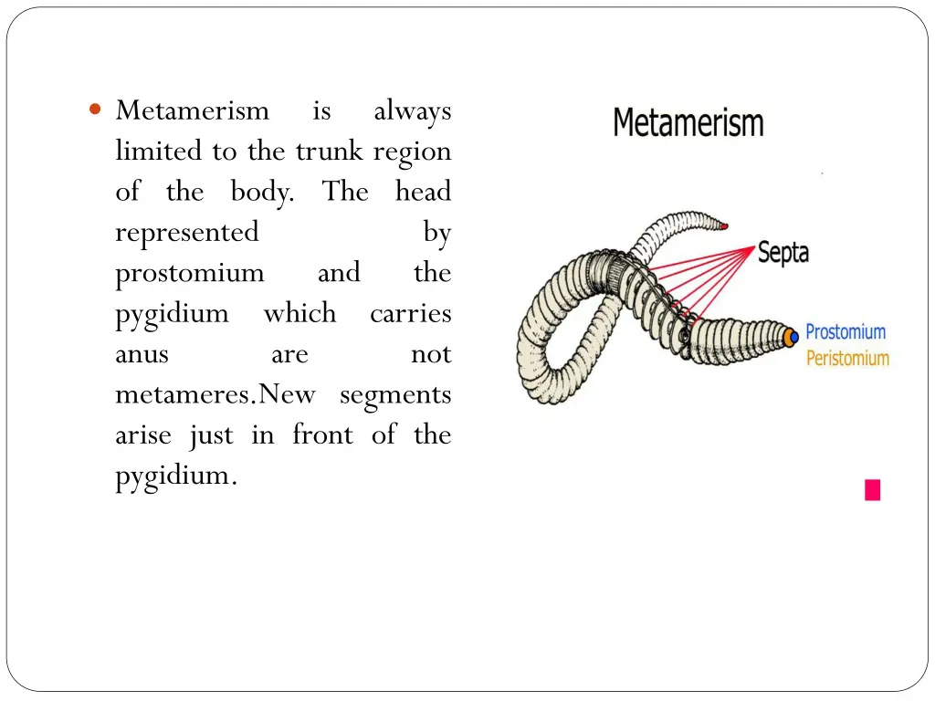 metamerism limited to the trunk region