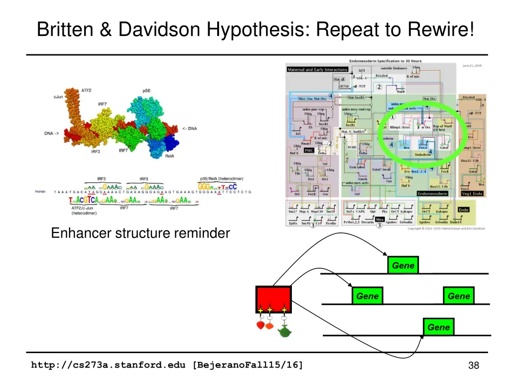 britten davidson hypothesis repeat to rewire