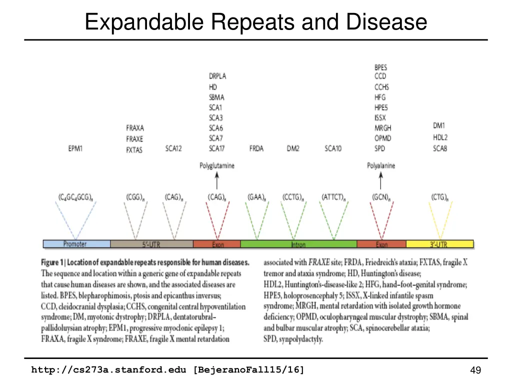 expandable repeats and disease