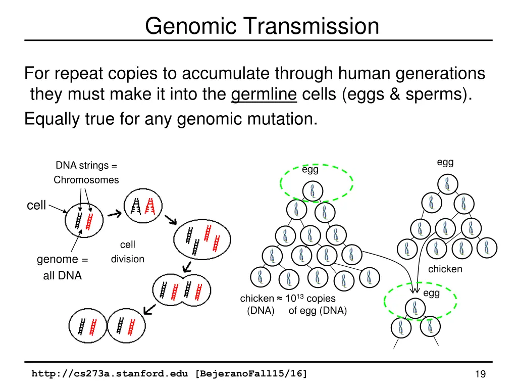 genomic transmission