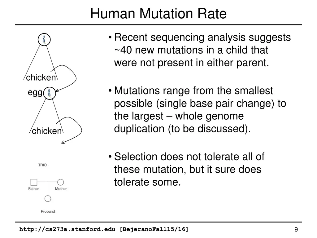 human mutation rate
