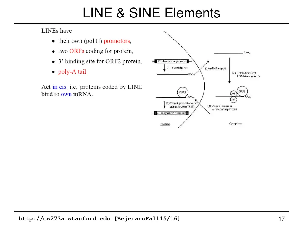 line sine elements