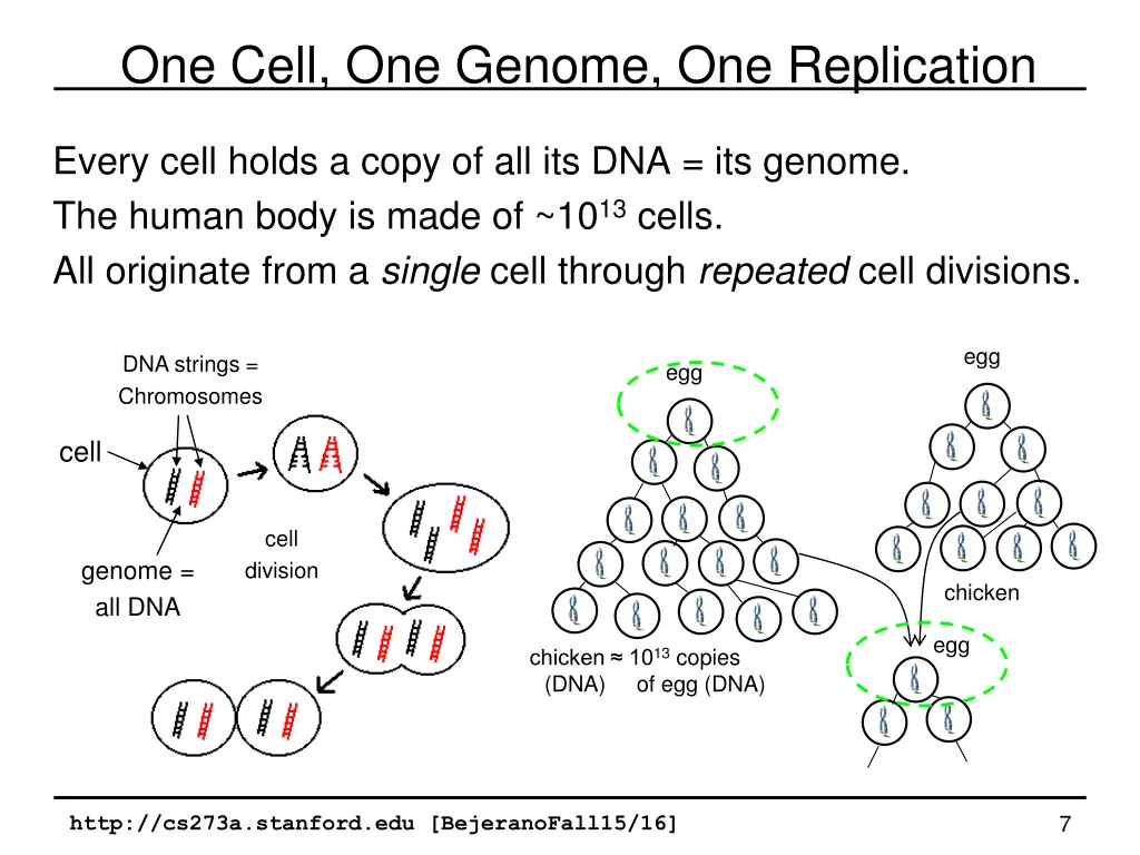 one cell one genome one replication