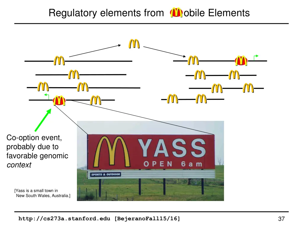 regulatory elements from obile elements