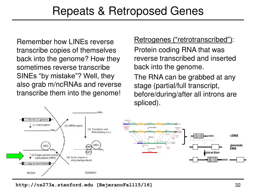 repeats retroposed genes