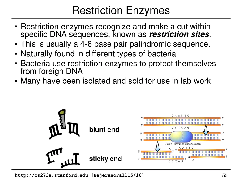 restriction enzymes