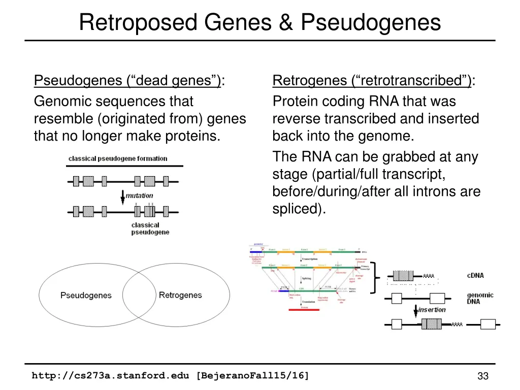 retroposed genes pseudogenes