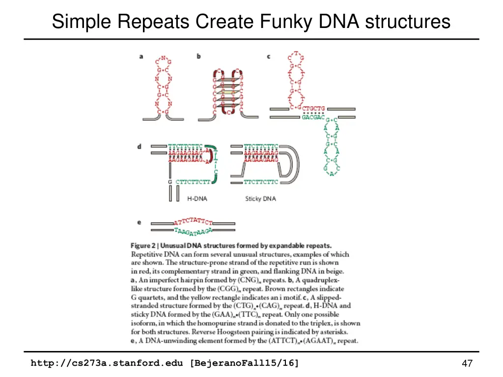 simple repeats create funky dna structures