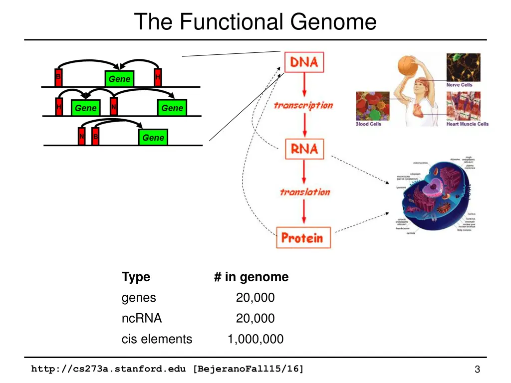the functional genome