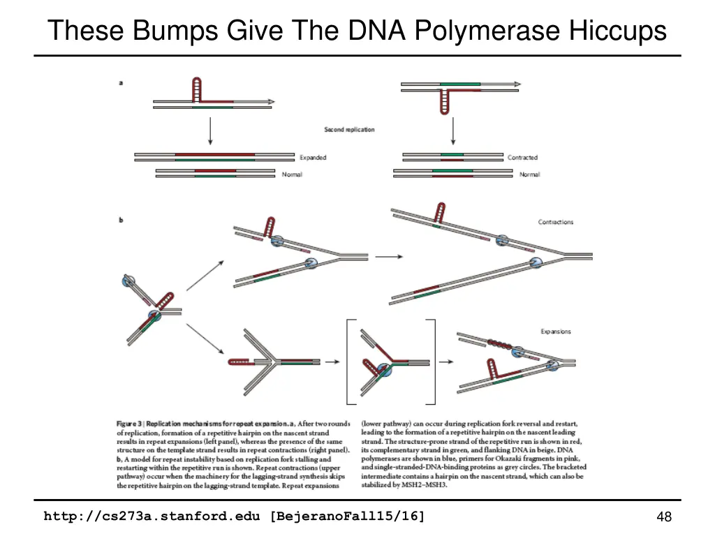 these bumps give the dna polymerase hiccups