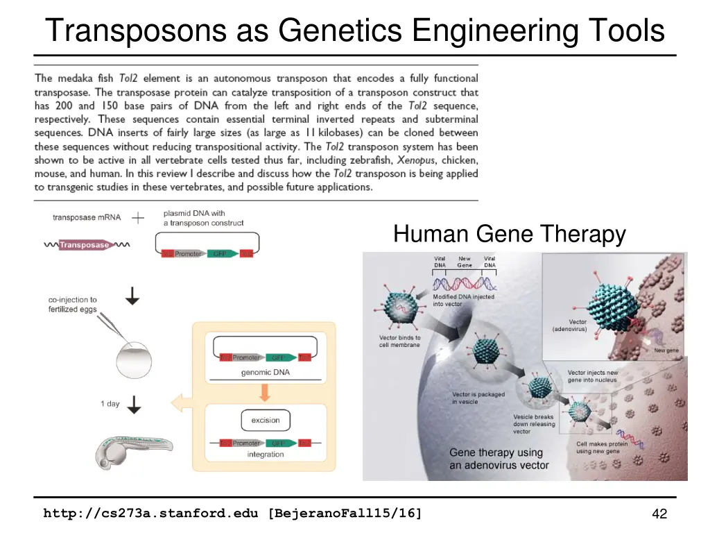transposons as genetics engineering tools