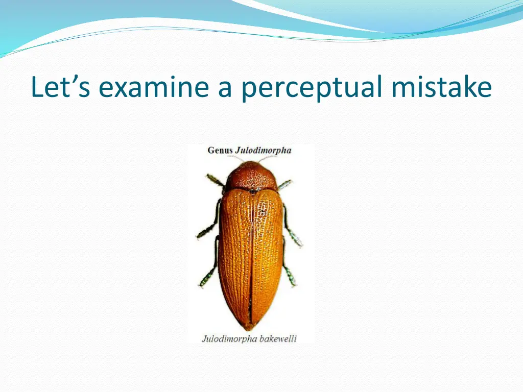 let s examine a perceptual mistake