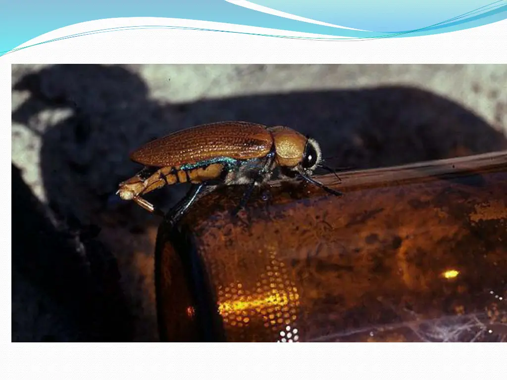 slide15