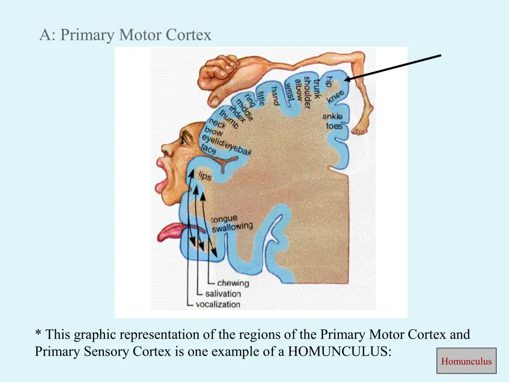 a primary motor cortex