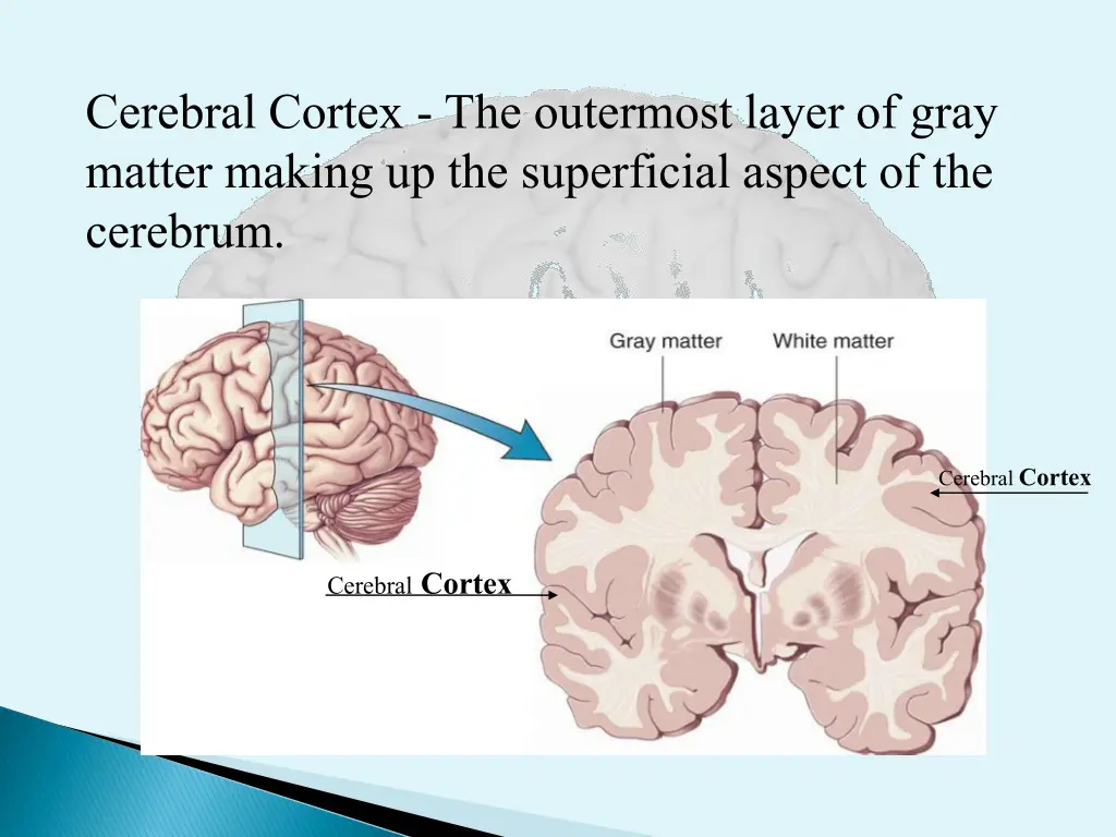 cerebral cortex the outermost layer of gray