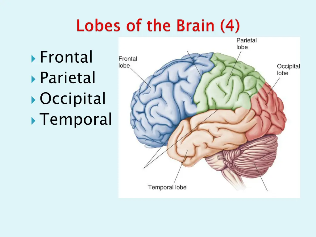 frontal parietal occipital temporal