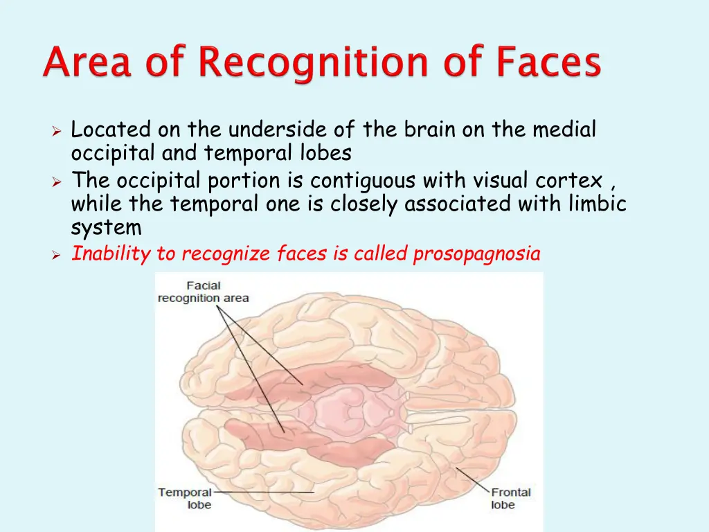 located on the underside of the brain