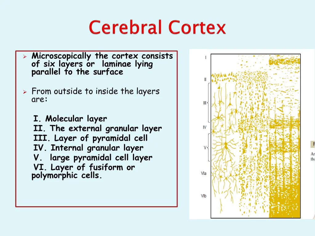 microscopically the cortex consists of six layers
