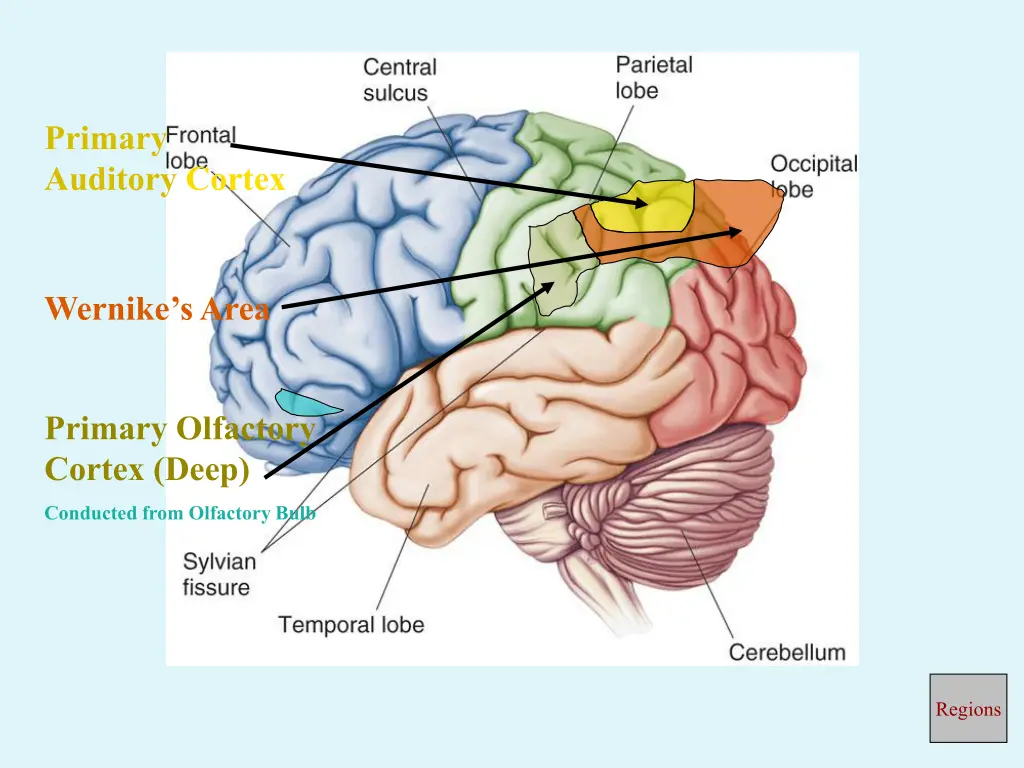 primary auditory cortex