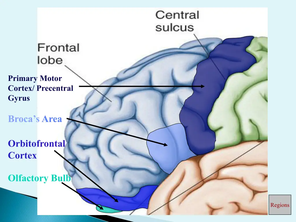 primary motor cortex precentral gyrus