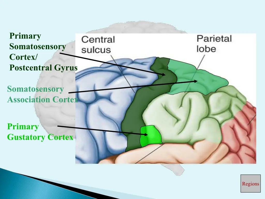 primary somatosensory cortex postcentral gyrus 1